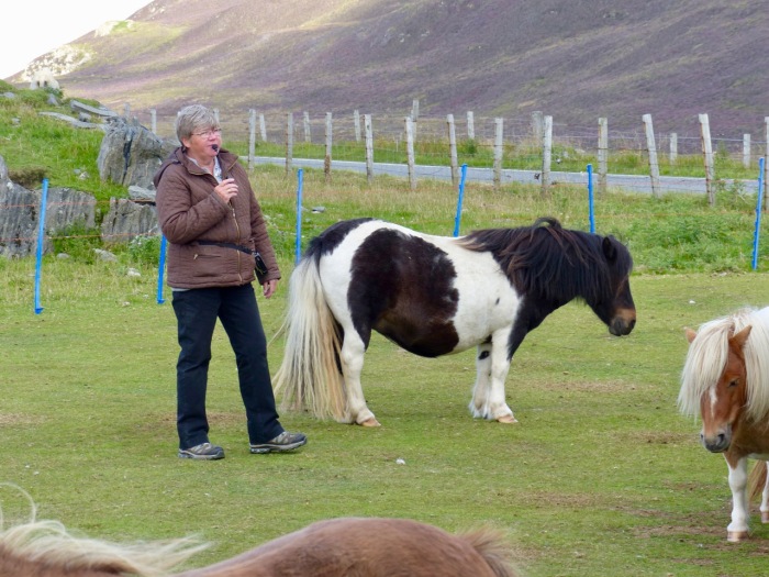 07-46 Shetland Ponies